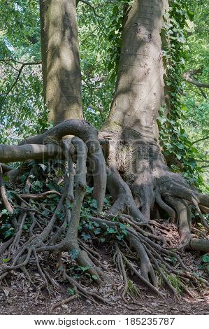 tangled root of the old tree in the wood