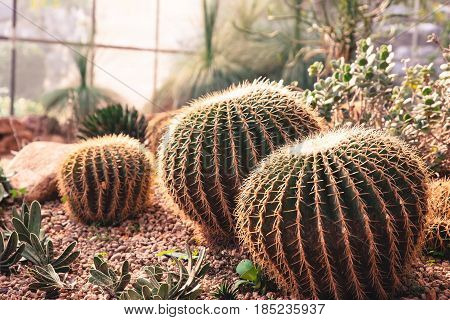 succulents and cactus blooming decoretive on garden with small rock in vintage tone.