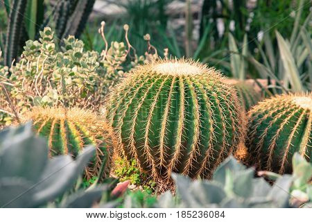 succulents and cactus blooming decoretive on garden with small rock in vintage tone.