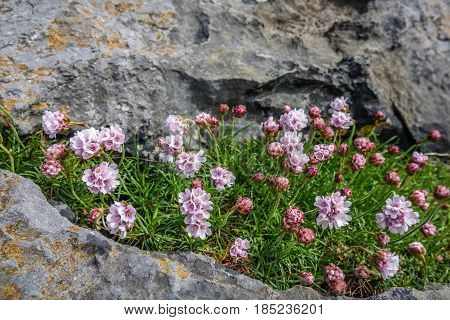 Small purple flowers growing on a hole between rocks on the cliffs in Doolins Bay, The Burren, County Clare, Ireland