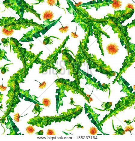 seamless pattern of wild flowers. yellow dandelions. watercolor