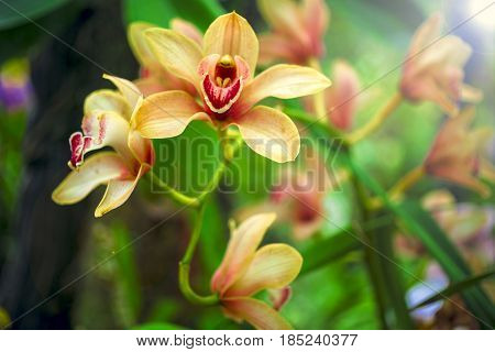 Orchid Flower And Green Leaves Background With Sunlight In Garden.