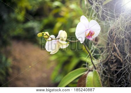 Orchid Flower And Green Leaves Background With Sunlight In Garden.