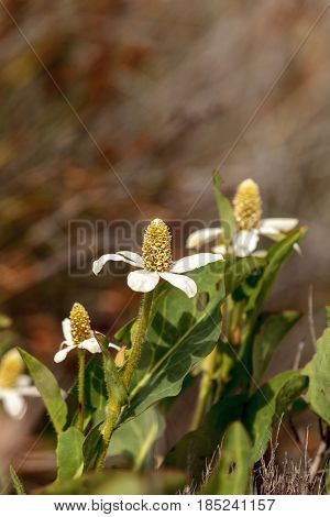 White flower on Yerba mansa plant Anemopsis californica blooms in spring at the Bolsa Chica wetlands in Huntington Beach California