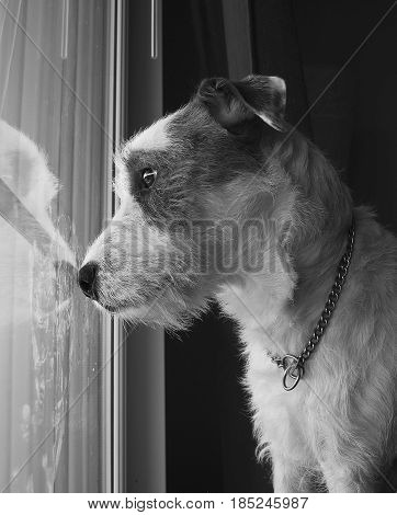 Calm dog sitting and watching the world outside