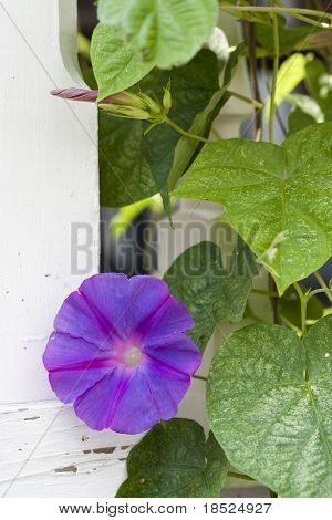 climatis เถาวัลย์บนโพสต์โดยปอกเปลือกสี