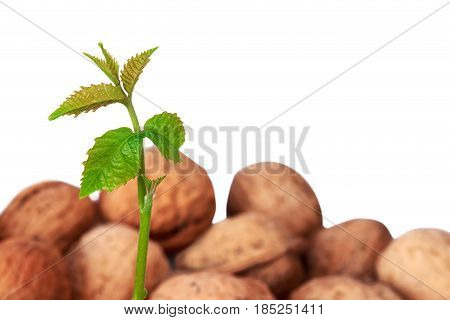 Sprout of a young walnut on the white background