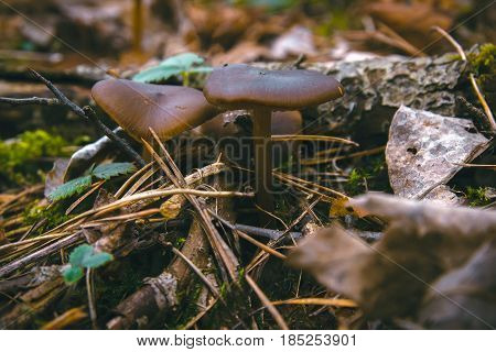 Mushrooms Entoloma Holoconiota seen in March at Ukraine