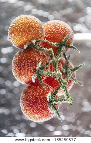 Several tomatoes on the branch are covered with air bubbles isolated on a silver background