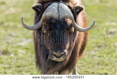 Musk Ox in a nature reserve in northern Quebec Canada.