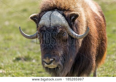 Musk Ox in a nature reserve in northern Quebec Canada.
