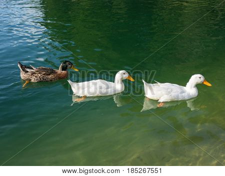 Duck