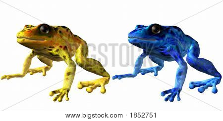 Poison Dart Frog