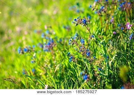 Close up pink and blue flowers in field with sunrise background