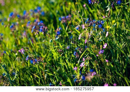 Close up pink and blue flowers in field with sunrise background