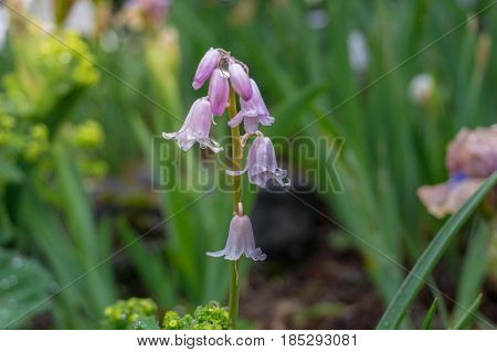 Raindrops on Bellflowers. Close-up of a Violet Bellflower on a rainy Day. Dew Drops on a Pink Bellflower. A Field full of Bellflowers. Garden Flowers. Spring Flowers