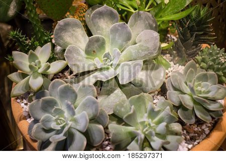 Miniature Succulent Plants Pot Up Close stock photo