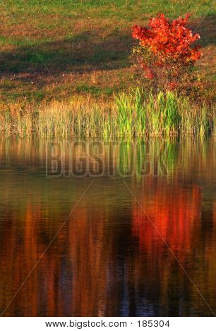 Reflexión del árbol