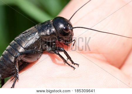 hand holding field cricket outdoors. Gryllus campestris.