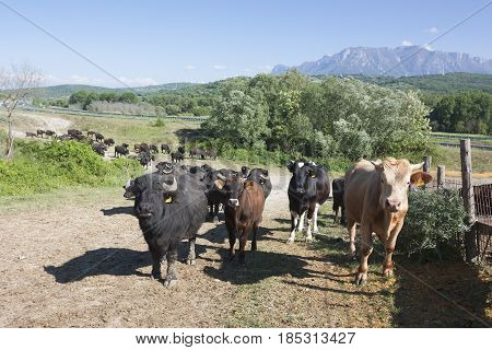 Buffalo grazing in a field. Campania Italy Europe to understand a conception of agriculture and industrialization