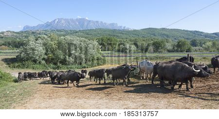 Buffalo grazing in a field. Campania Italy Europe to understand a conception of agriculture and industrialization