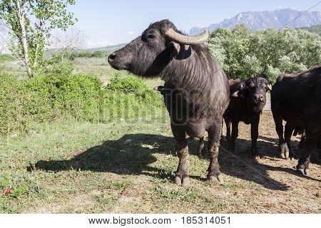 Buffalo grazing in a field. Campania Italy Europe to understand a conception of agriculture and industrialization