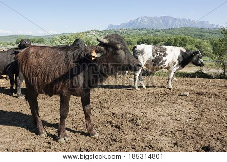 Buffalo grazing in a field. Campania Italy Europe to understand a conception of agriculture and industrialization