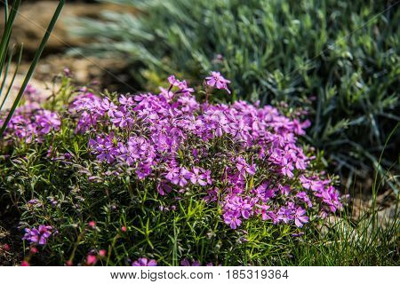 very nice colorful flower garden in spring