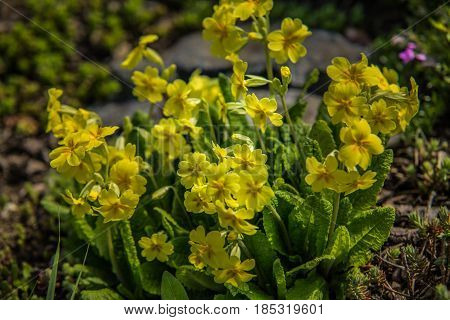 very nice colorful flower garden in spring