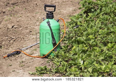 Spraying Fertilizer. Hand-pumped sprayer. Using pesticides on the garden. Spraying of strawberry bushes during flowering to the formation of berries of the ovary.