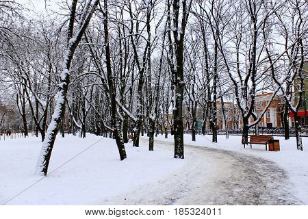 winter beautiful park with many big trees and path