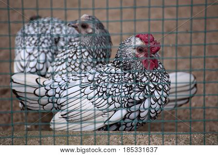 Silver Sebright Rooster And Hen In A Cage
