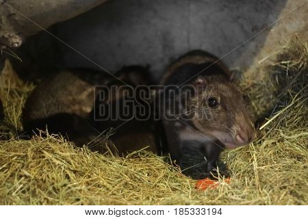 Lowland Paca (cuniculus Paca) On Straw Ground