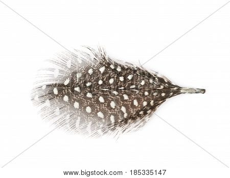 Decorational bird's feather isolated over the white background