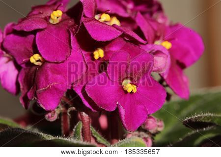 African Violets (saintpaulia Ionantha) Blossoms With Vibrant Colors