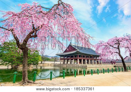 Gyeongbokgung Palace With Cherry Blossom In Spring, Seoul In Korea.
