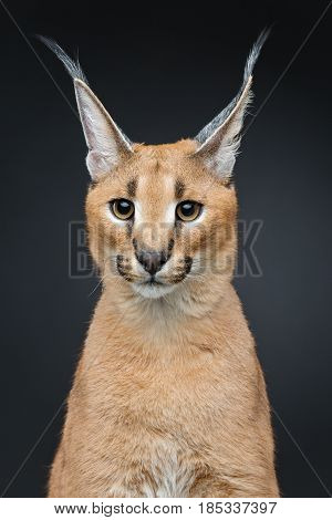 Beautiful caracal lynx 6 months old kitten sitting on black background. Studio shot. Copy space.