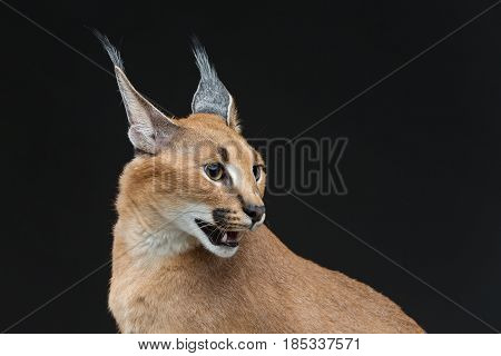 Beautiful caracal lynx 6 months old kitten sitting on black background. Studio shot. Copy space.