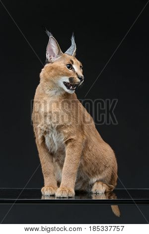 Beautiful caracal lynx 6 months old kitten sitting on black background. Studio shot. Copy space.