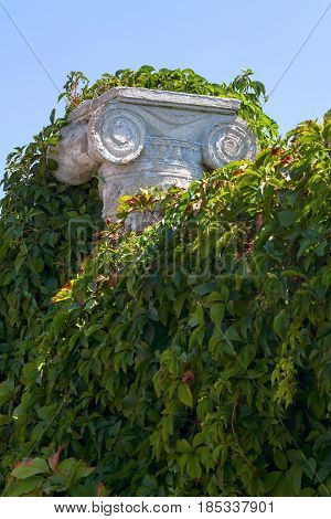 vintage pilaster covered with bushes and green leaves.