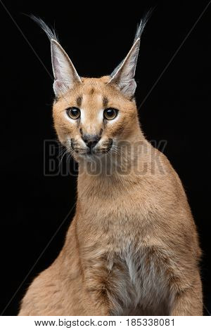 Beautiful caracal lynx 6 months old kitten sitting on black background. Studio shot. Copy space.