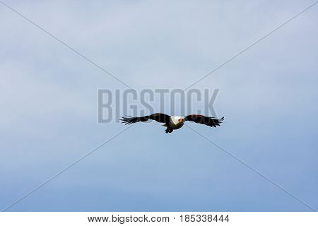 Flying eagle angler. Naivasha lake, Kenya. Africa