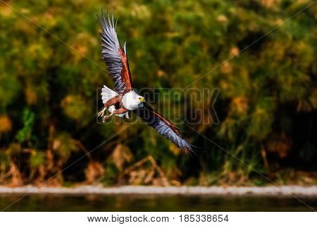 Flying eagle angler above the lake. Naivasha, Kenya