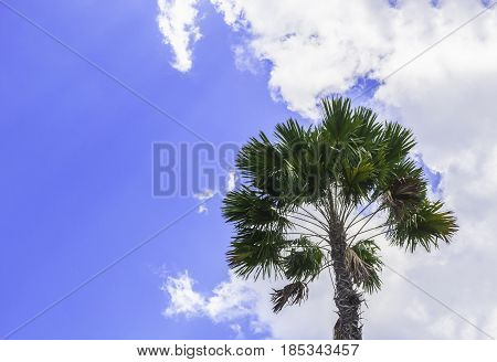 Green palm tree on blue sky background