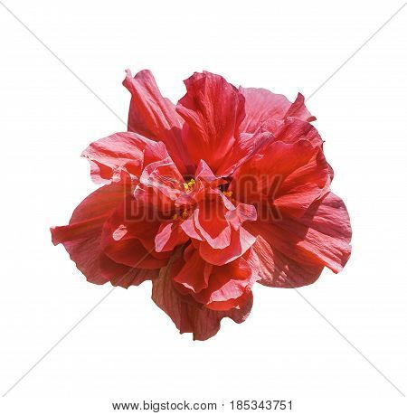 Red hibiscus flower isolated on white with clipping path