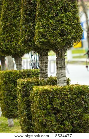 Arborvitae Growing In A Row Tied With A Rope