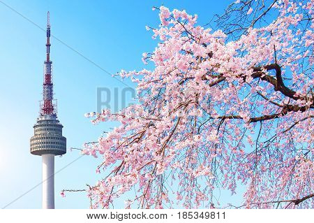 Seoul tower and pink cherry Blossom Sakura season in springSeoul in South Korea.