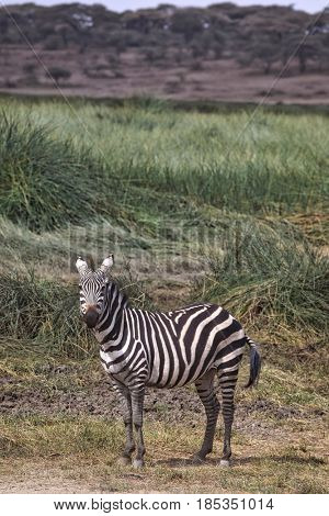 A single zebra stands looking in Ndutu in Tanzania, Africa.