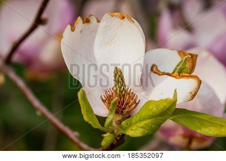 Macro Blooming Magnolia On A Close-up Branch
