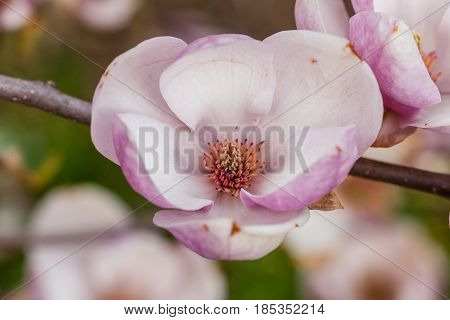 Macro Blooming Magnolia On A Close-up Branch